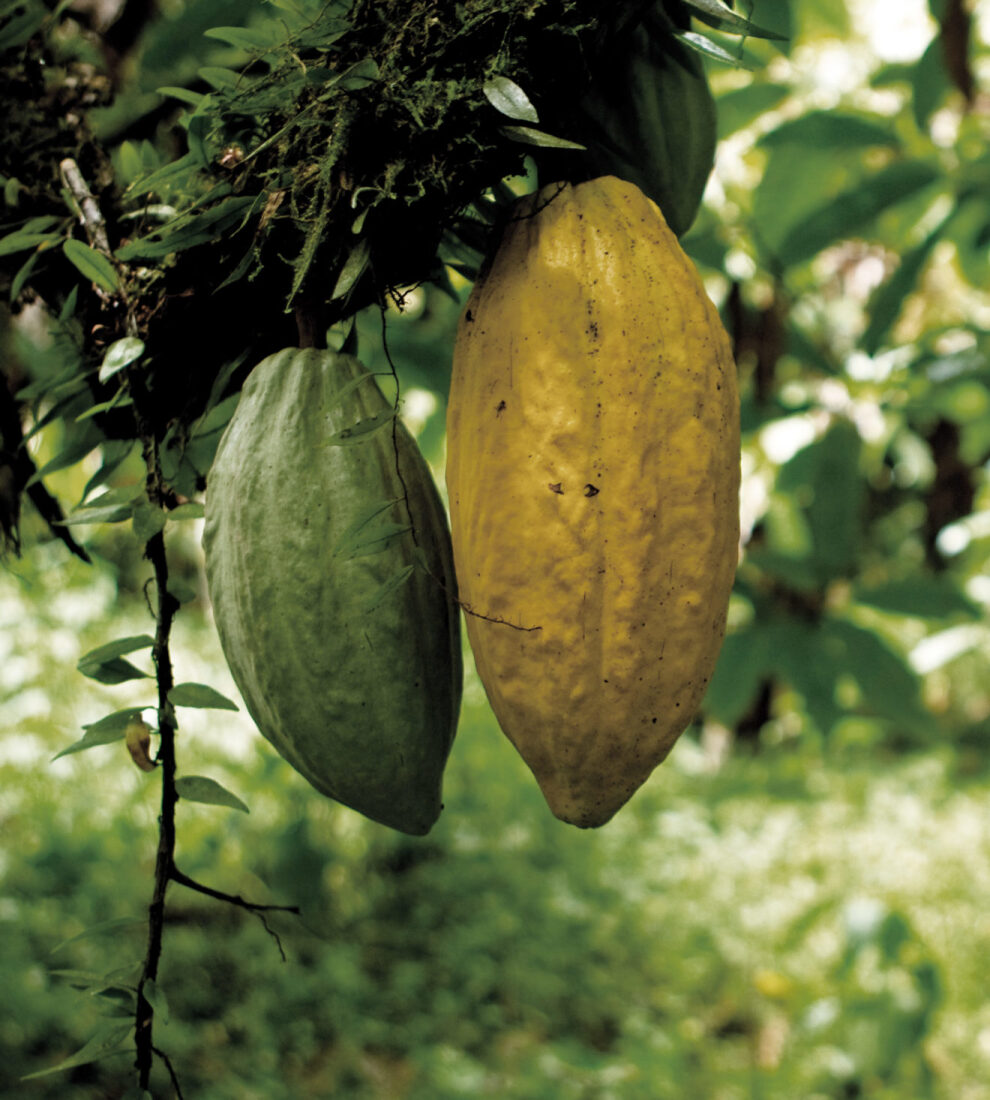 cacao-felchlin-cacao-tree-with-fruits-IC-W990-H1100